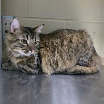 Tiny -  Domestic Long Hair and Domestic Short Hair Cat for Adoption in Cheyenne, Wyoming - Tiny | PetCurious