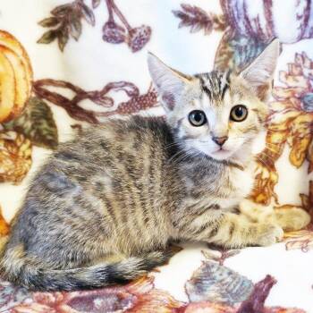 Fig -  Domestic Short Hair Cat for Adoption in Mt. Juliet, Tennessee - Fig | PetCurious
