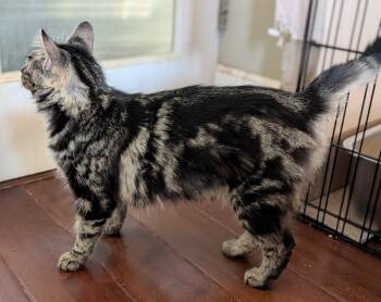 Rescue Siberian and Domestic Medium Hair Cats for Adoption in San Diego, California - Godiva | PetCurious