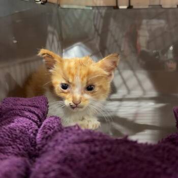 Naranja -  Domestic Medium Hair Cat for Adoption in Livingston, Texas - Naranja | PetCurious