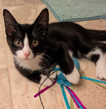 BLITZEN -  Tuxedo Cat for Adoption in Elgin, South Carolina - BLITZEN | PetCurious