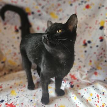 Roomba Yaps 56484 -  Domestic Short Hair Cat for Adoption in Eaton Rapids, Michigan - Roomba Yaps 56484 | PetCurious