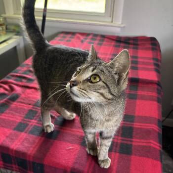 Rescue Domestic Short Hair and Tabby Cats for Adoption in Kirklin, Indiana - Simone | PetCurious