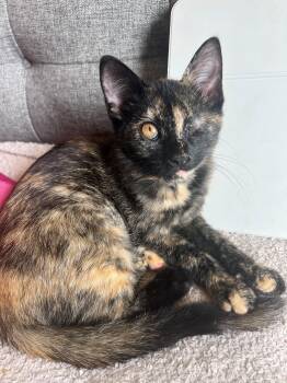 Sally Jean -  Domestic Short Hair Cat for Adoption in Westfield, New Jersey - Sally Jean | PetCurious