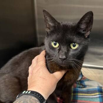Myrica -  Domestic Short Hair Cat for Adoption in Marion, Virginia - Myrica | PetCurious