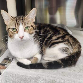 Coco -  Domestic Short Hair Cat for Adoption in Jersey City, New Jersey - Coco | PetCurious