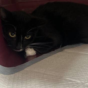 Loren -  Domestic Short Hair Cat for Adoption in Salt Lake City, Utah - Loren | PetCurious