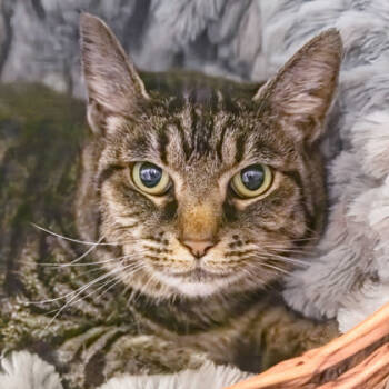 Rescue Domestic Short Hair Cats for Adoption in Camano, Washington - Bob | PetCurious