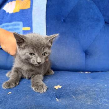 Bianca -  Domestic Short Hair Cat Available for Adoption in West Palm Beach, Florida - Bianca | PetCurious