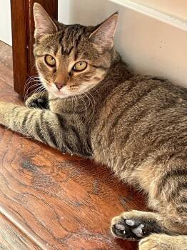 Rescue Domestic Medium Hair Cats for Adoption in Ogden, Utah - Penn | PetCurious