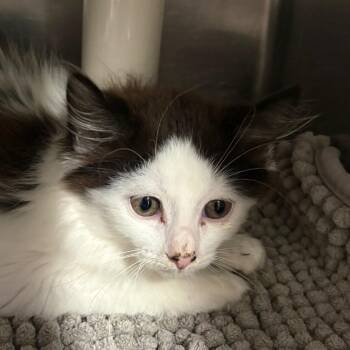 Mudpuppy -  Domestic Short Hair Cat for Adoption in Kennebunk, Maine - Mudpuppy | PetCurious