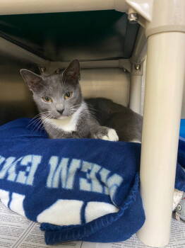 Rescue Domestic Short Hair Cats for Adoption in Lovingston, Virginia - September | PetCurious