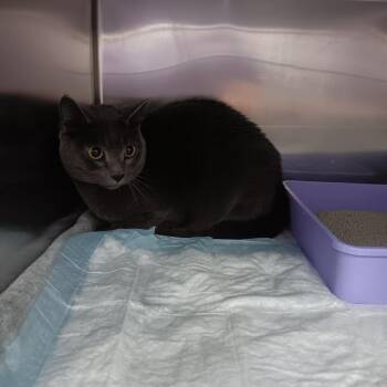 Domestic Short Hair Cats Available for Adoption - Cardan | PetCurious