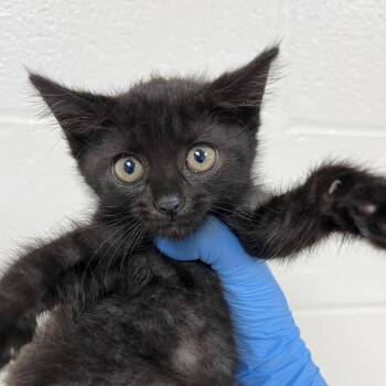 Dot -  Domestic Short Hair Cat for Adoption in Harrisonburg, Virginia - Dot | PetCurious