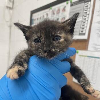 Domestic Short Hair Cats Available for Adoption in Edinburg, Texas - Julissa | PetCurious