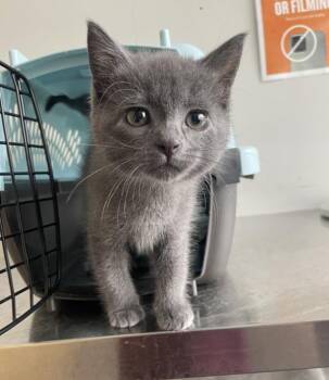 Ernie -  Domestic Short Hair Cat for Adoption in Winnipeg, Manitoba - Ernie | PetCurious