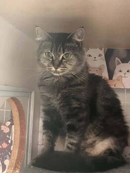 Rescue Domestic Medium Hair and Tabby Cats for Adoption in Acworth, Georgia - Dottie | PetCurious