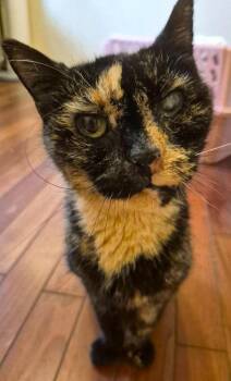 Bernadette -  Domestic Short Hair Cat for Adoption in Buford, Georgia - Bernadette | PetCurious