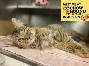 Rescue Domestic Medium Hair Cats for Adoption in Fort Wayne, Indiana - DIVA | PetCurious