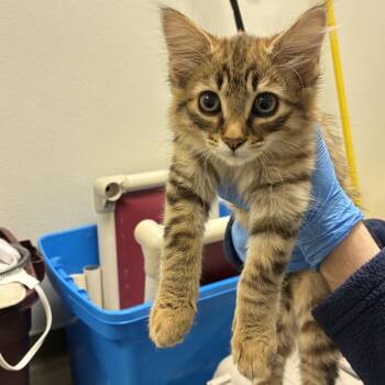 71513 -  Domestic Long Hair Cat for Adoption in Harrisonburg, Virginia - 71513 | PetCurious