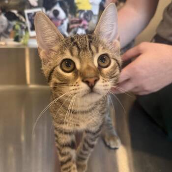 Cat Damon -  Domestic Short Hair Cat for Adoption in Louisville, Kentucky - Cat Damon | PetCurious