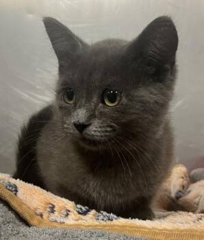 TWINKLE -  Domestic Short Hair Cat for Adoption - TWINKLE | PetCurious