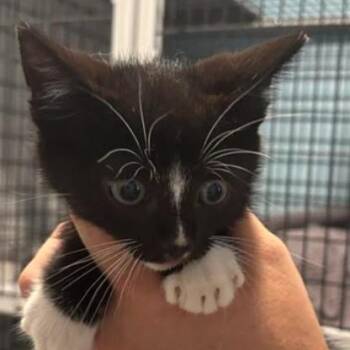 Rocky -  Domestic Short Hair Cat for Adoption in Gordonsville, Tennessee - Rocky | PetCurious