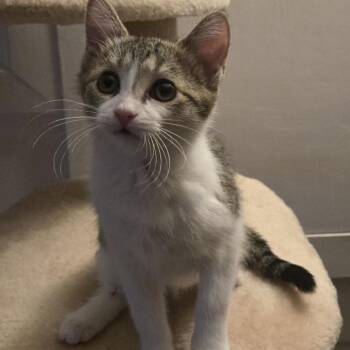 Seine -  Domestic Short Hair Cat for Adoption in Buffalo, New York - Seine | PetCurious