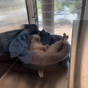 Opal -  Domestic Short Hair Cat for Adoption in Pacific Grove, California - Opal | PetCurious