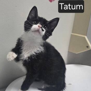 Tatum -  Domestic Short Hair Cat for Adoption in Snow Hill, North Carolina - Tatum | PetCurious