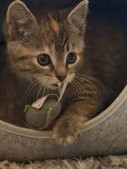 Dolly -  Domestic Short Hair Cat for Adoption in Charles City, Iowa - Dolly | PetCurious