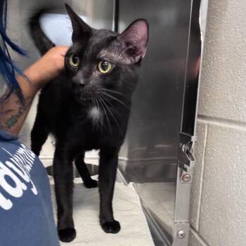 Baby Boy -  Domestic Short Hair Cat for Adoption in Indianapolis, Indiana - Baby Boy | PetCurious