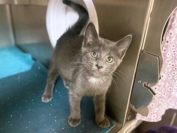 PETER PAN -  Domestic Short Hair Cat for Adoption in Fort Wayne, Indiana - PETER PAN | PetCurious