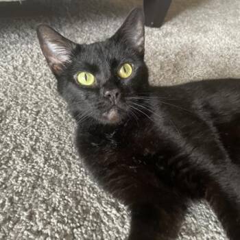 Domestic Short Hair Cats Available for Adoption in Atlanta, Georgia - Baby Girl | PetCurious