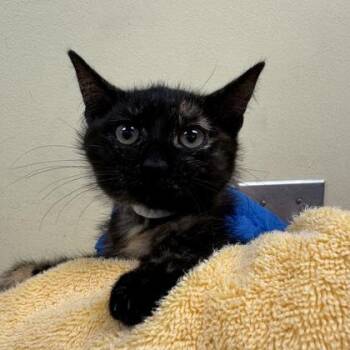 Miso -  Domestic Short Hair Cat for Adoption in Richmond, Virginia - Miso | PetCurious