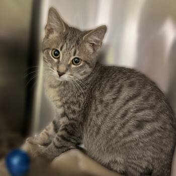 Rescue Domestic Short Hair Cats for Adoption in Springfield, Illinois - String | PetCurious