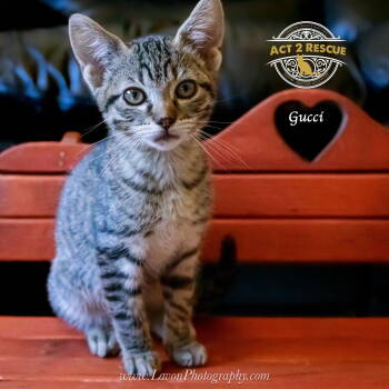 Rescue Domestic Short Hair Cats for Adoption in Riverside, California - Gucci | PetCurious