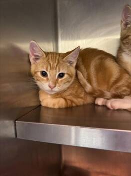 A798700 -  Domestic Short Hair Cat for Adoption in Louisville, Kentucky - A798700 | PetCurious