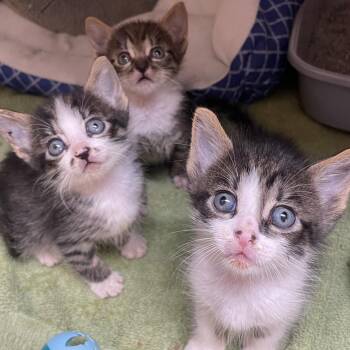 Stitch -  Domestic Short Hair Cat for Adoption in Corpus Christi, Texas - Stitch | PetCurious