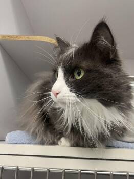 Alberta Einstein -  Domestic Medium Hair Cat for Adoption in Trenton, Maine - Alberta Einstein | PetCurious