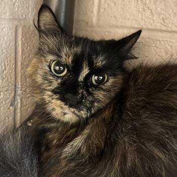 Eggroll -  Domestic Medium Hair Cat for Adoption in Owosso, Michigan - Eggroll | PetCurious