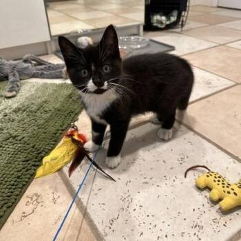 Shirley (bonded w/ Laverne) -  Domestic Short Hair Cat for Adoption in Philadelphia, Pennsylvania - Shirley (bonded W/ Laverne) | PetCurious