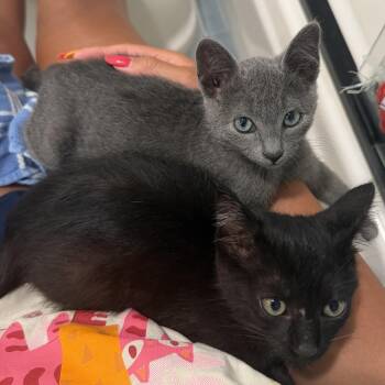 Tito -  Domestic Short Hair Cat for Adoption in Long Beach, California - Tito | PetCurious