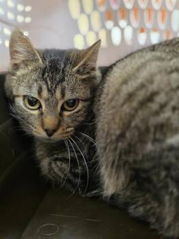 Domestic Short Hair Cats Available for Adoption - LARK | PetCurious