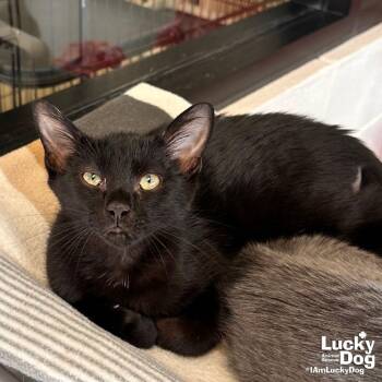Domestic Short Hair Cats Available for Adoption in Washington, District Of Columbia - Sweet Tanner | PetCurious