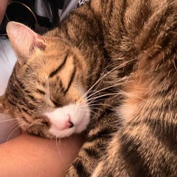 Cleon -  Domestic Medium Hair Cat for Adoption in New York, New York - Cleon | PetCurious