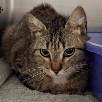 Domestic Short Hair Cats Available for Adoption in Lakeland, Florida - Nessy | PetCurious