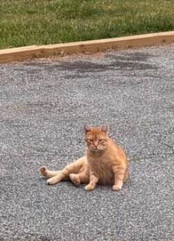 Beto -  Domestic Short Hair Cat for Adoption in Greensboro, North Carolina - Beto | PetCurious