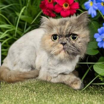 Persian Cats Available for Adoption - LILO | PetCurious