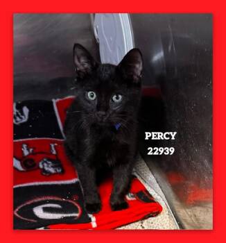 PERCY -  Domestic Short Hair Cat for Adoption in Marietta, Georgia - PERCY | PetCurious